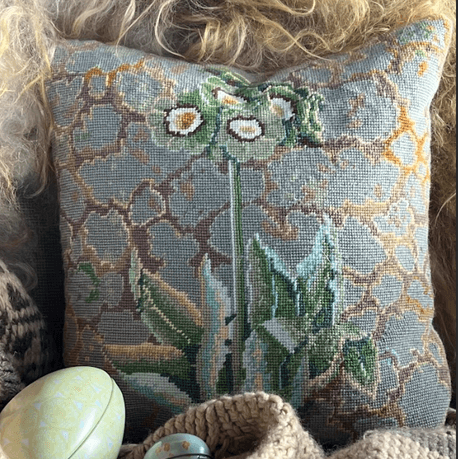 Lichen Auriculas